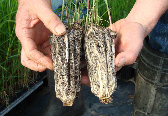 Plant Roots Plant Roots