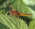 Scarce Chaser Scarce Chaser