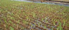 coir pallets coir pallets