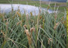 Lowland Grasses Lowland Grasses