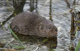 Water Vole Water Vole
